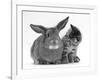 British Shorthair Brown Tabby Female Kitten Looking Inquisitivly at Young Agouti Rabbit-Jane Burton-Framed Photographic Print