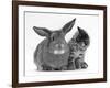 British Shorthair Brown Tabby Female Kitten Looking Inquisitivly at Young Agouti Rabbit-Jane Burton-Framed Photographic Print