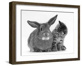 British Shorthair Brown Tabby Female Kitten Looking Inquisitivly at Young Agouti Rabbit-Jane Burton-Framed Photographic Print