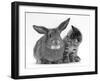 British Shorthair Brown Tabby Female Kitten Looking Inquisitivly at Young Agouti Rabbit-Jane Burton-Framed Photographic Print