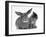 British Shorthair Brown Tabby Female Kitten Looking Inquisitivly at Young Agouti Rabbit-Jane Burton-Framed Photographic Print