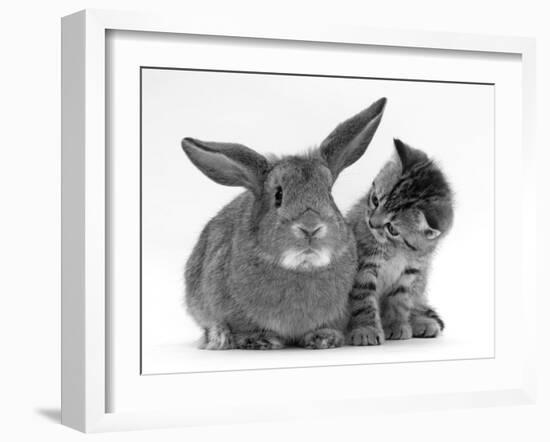 British Shorthair Brown Tabby Female Kitten Looking Inquisitivly at Young Agouti Rabbit-Jane Burton-Framed Photographic Print