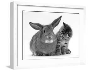 British Shorthair Brown Tabby Female Kitten Looking Inquisitivly at Young Agouti Rabbit-Jane Burton-Framed Photographic Print