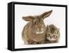 British Shorthair Brown Tabby Female Kitten with Young Agouti Rabbit-Jane Burton-Framed Stretched Canvas