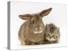 British Shorthair Brown Tabby Female Kitten with Young Agouti Rabbit-Jane Burton-Stretched Canvas