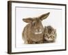 British Shorthair Brown Tabby Female Kitten with Young Agouti Rabbit-Jane Burton-Framed Photographic Print