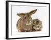 British Shorthair Brown Tabby Female Kitten with Young Agouti Rabbit-Jane Burton-Framed Photographic Print