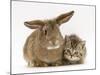 British Shorthair Brown Tabby Female Kitten with Young Agouti Rabbit-Jane Burton-Mounted Photographic Print