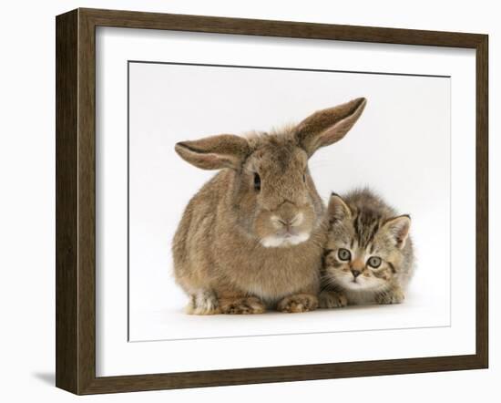 British Shorthair Brown Tabby Female Kitten with Young Agouti Rabbit-Jane Burton-Framed Photographic Print