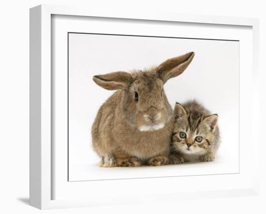 British Shorthair Brown Tabby Female Kitten with Young Agouti Rabbit-Jane Burton-Framed Photographic Print