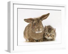British Shorthair Brown Tabby Female Kitten with Young Agouti Rabbit-Jane Burton-Framed Photographic Print