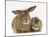 British Shorthair Brown Tabby Female Kitten with Young Agouti Rabbit-Jane Burton-Mounted Photographic Print