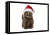 British Shorthair Cat, 8 Week Old Kitten in Christmas Hat-null-Framed Stretched Canvas