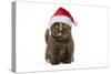 British Shorthair Cat, 8 Week Old Kitten in Christmas Hat-null-Stretched Canvas