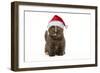 British Shorthair Cat, 8 Week Old Kitten in Christmas Hat-null-Framed Photographic Print