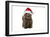 British Shorthair Cat, 8 Week Old Kitten in Christmas Hat-null-Framed Photographic Print