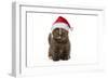 British Shorthair Cat, 8 Week Old Kitten in Christmas Hat-null-Framed Photographic Print