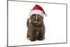 British Shorthair Cat, 8 Week Old Kitten in Christmas Hat-null-Mounted Photographic Print