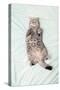 British Shorthair Cat Lying Down on its Back in Bed Looking Up-Coverzoo-Stretched Canvas