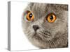 British Shorthair Cat-AberratioN-Stretched Canvas