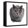 British Shorthair Cat-Fabio Petroni-Framed Stretched Canvas