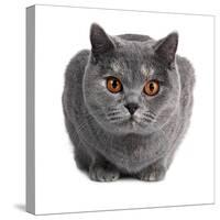 British Shorthair Cat-Fabio Petroni-Stretched Canvas