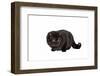 British Shorthair Cat-Fabio Petroni-Framed Photographic Print