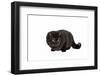 British Shorthair Cat-Fabio Petroni-Framed Photographic Print