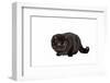 British Shorthair Cat-Fabio Petroni-Framed Photographic Print