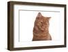 British Shorthair Cat-Fabio Petroni-Framed Photographic Print