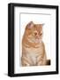 British Shorthair Cat-Fabio Petroni-Framed Photographic Print