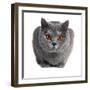 British Shorthair Cat-Fabio Petroni-Framed Photographic Print