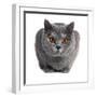 British Shorthair Cat-Fabio Petroni-Framed Photographic Print