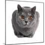 British Shorthair Cat-Fabio Petroni-Mounted Photographic Print