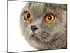 British Shorthair Cat-AberratioN-Mounted Photographic Print