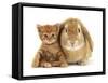 British Shorthair Red Spotted Kitten Sitting with Sandy Lop Rabbit-Jane Burton-Framed Stretched Canvas