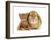 British Shorthair Red Spotted Kitten Sitting with Sandy Lop Rabbit-Jane Burton-Framed Photographic Print