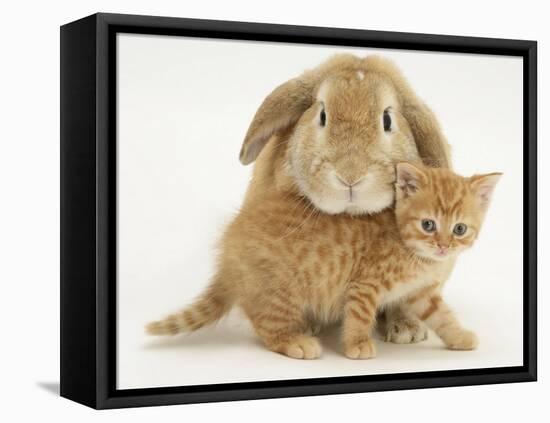 British Shorthair Red Spotted Kitten with Sandy Lop Rabbit-Jane Burton-Framed Stretched Canvas