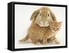 British Shorthair Red Spotted Kitten with Sandy Lop Rabbit-Jane Burton-Framed Stretched Canvas