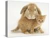 British Shorthair Red Spotted Kitten with Sandy Lop Rabbit-Jane Burton-Stretched Canvas