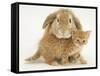 British Shorthair Red Spotted Kitten with Sandy Lop Rabbit-Jane Burton-Framed Stretched Canvas