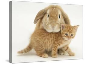 British Shorthair Red Spotted Kitten with Sandy Lop Rabbit-Jane Burton-Stretched Canvas