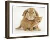 British Shorthair Red Spotted Kitten with Sandy Lop Rabbit-Jane Burton-Framed Premium Photographic Print