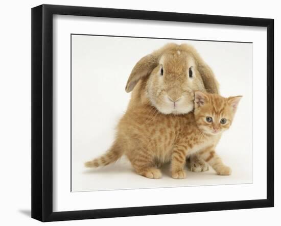 British Shorthair Red Spotted Kitten with Sandy Lop Rabbit-Jane Burton-Framed Premium Photographic Print