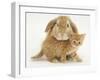 British Shorthair Red Spotted Kitten with Sandy Lop Rabbit-Jane Burton-Framed Premium Photographic Print