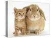 British Shorthair Red Spotted Kitten with Sandy Lop Rabbit-Jane Burton-Stretched Canvas