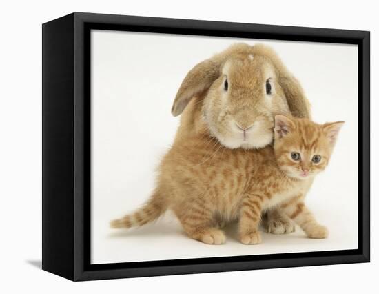 British Shorthair Red Spotted Kitten with Sandy Lop Rabbit-Jane Burton-Framed Stretched Canvas