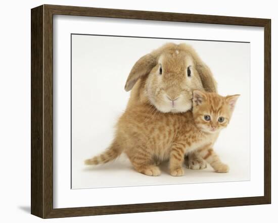 British Shorthair Red Spotted Kitten with Sandy Lop Rabbit-Jane Burton-Framed Photographic Print