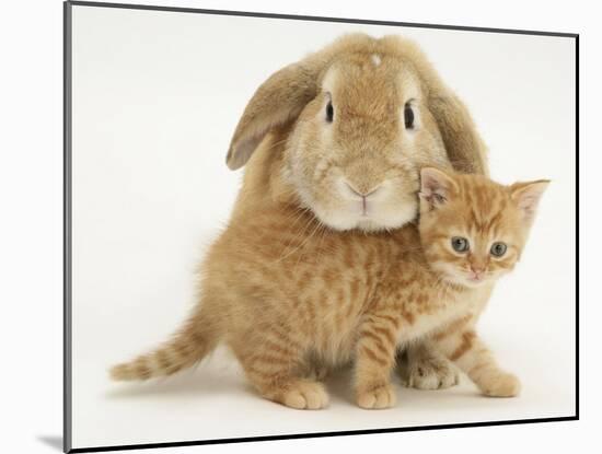 British Shorthair Red Spotted Kitten with Sandy Lop Rabbit-Jane Burton-Mounted Photographic Print