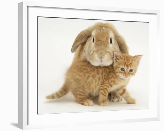 British Shorthair Red Spotted Kitten with Sandy Lop Rabbit-Jane Burton-Framed Photographic Print